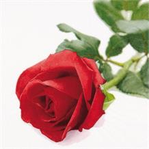 Red Rose Napkins | Serviettes - Luxury 3 ply